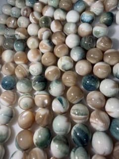 夜光貝　約10mm SALEのサムネイル