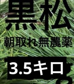 松の葉　枝付き黒松葉　朝取れ野菜　岡山県産　即日発送　即購入可能すのサムネイル