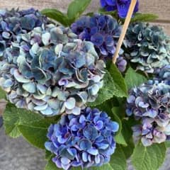 きらり様 リクエスト 3点 まとめ商品　紫陽花　アジサイ　スズキ農園 きらり様 リクエスト 3点 まとめ商品 紫陽花 アジサイ スズキ