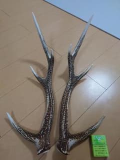 鹿の角のサムネイル