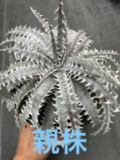 Dyckia 'Silver Dragon' - メルカリ