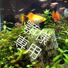 BEN DAVIS シャツ Sのサムネイル