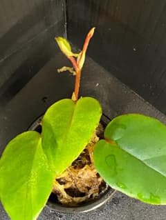 Begonia sp. Elaegnifolia　ベゴニアsp.エレグニフォリアのサムネイル