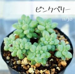 多肉植物【ピンクベリー】セダム ポットごと or 抜き苗 6㎝ポット