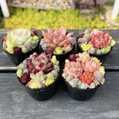 65 多肉植物の小さな寄せ植え☆そのまま飾れる☆5コセット - メルカリ