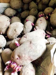 トモ様専用種芋のサムネイル