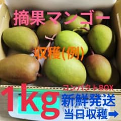 マンゴー+摘果 /10.1 kg including box 摘果マンゴー 1kg コンパクトBOX - メルカリ