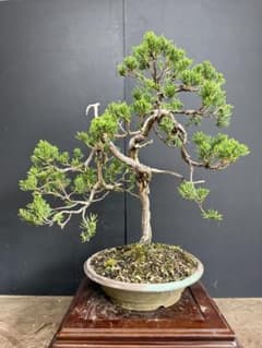 糸魚川真柏　文人木古木舎利黒松五葉松紅葉盆栽 糸魚川真柏 文人木古木舎利黒松五葉松紅葉盆栽 | Mercari