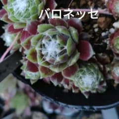バロネッセ センペルビウム 多肉植物 抜き苗のサムネイル