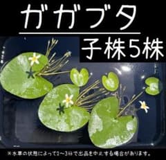 ガガブタ5子株①のサムネイル