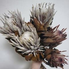 ドライドライフラワー　プロテアセットのサムネイル