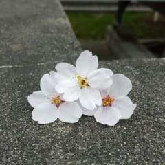 [のりちゃま様専用]のサムネイル