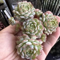 多肉植物 グロブローサのサムネイル