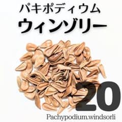 20粒】パキポディウム ウィンゾリー 種子 種 - メルカリ