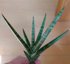 サンセベリア属フランシシのサムネイル