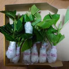 まかりん様専用のサムネイル