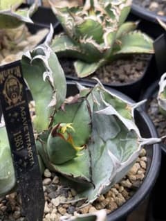 アガベ1981 子株 - メルカリ