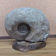 な*ん様 アンモナイト化石(639) な*ん様 アンモナイト化石(639) - メルカリ