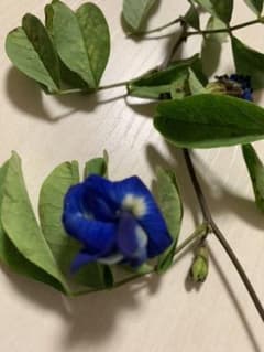 バタフライピー の種 （八重咲き）のサムネイル