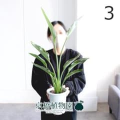 【現品】ストレチア/ストレリチア・レギネ　5号（3）