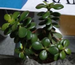 多肉植物 金の成る木のサムネイル
