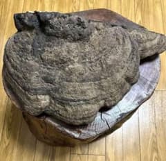 サルノコシカケ大サイズ！40センチ】 - メルカリ