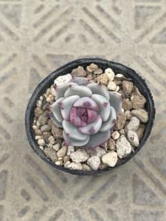 多肉植物 ストロベリーミルククラウン①のサムネイル