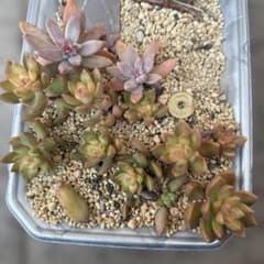 オウレイ、シュウレイ 抜き苗 第4種郵便 - メルカリ