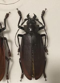 タイタンオオウスバカミキリ 14cm UP ブラジル産 Qoo10] 涅槃 タイタンオオウスバカミキリ フィギ