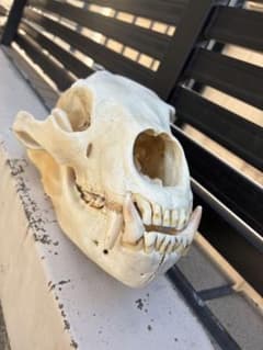 【最大級28センチ】ツキノワグマ　頭骨　頭蓋骨　熊　熊の牙　熊の爪　剥製 最大級28センチ】ツキノワグマ 頭骨 頭蓋骨 熊 熊の牙 熊の爪