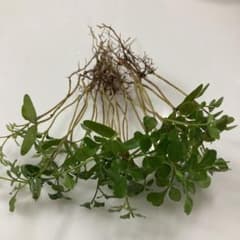 シマトネリコ 9本保水増量 チビ苗抜き苗のサムネイル