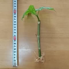 ウンベラータ　苗　観葉植物　おしゃれのサムネイル