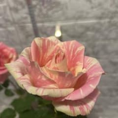 バラ苗木奇跡「ドロップ」接木苗大株6号鉢 芳香 四季咲き廃盤品種花