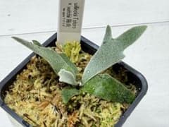 選抜dwarf willinckii totoro ×veitchii Lisa 選抜 dwarf willinckii totoro × veitchii 陽炎 - メルカリ