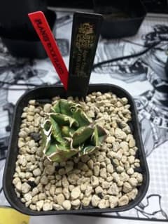 P*★様 COK CG01アガベ PLANET ROCK PLANTS 発根済み P*☆様 COK CG01アガベ PLANET ROCK PLANTS 発根済み - メルカリ