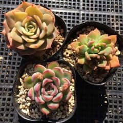 *多肉植物*　軍旗　マッコス　プリドニス　3苗セット　抜き苗のサムネイル