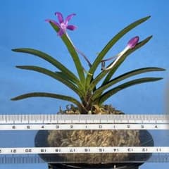 富貴蘭 超紅 花付き 1本子付き - メルカリ