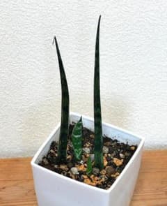 m25435487973_1.jpg?1724385812