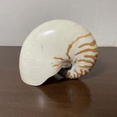 オウムガイ 貝殻 約15cm 天然 標本 インテリア 置物のサムネイル