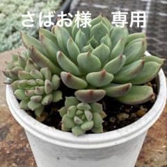 多肉植物 夢々（ミックスベリア）札は付きません - メルカリ