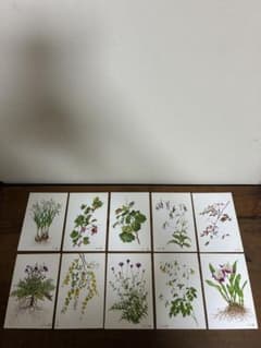 野村陽子 植物細密画 ポストカード 10枚セット ボタニカルアートのサムネイル