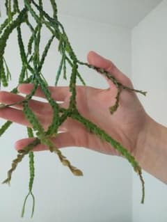 フペルジア ヌンムラリフォリア苔玉タイプのサムネイル