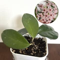 ホヤ/カルノーサ サクララン 桜欄 ワックスフラワー つる性 観葉植物