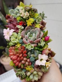 そのまま飾れる多肉植物寄せ植え♡のサムネイル
