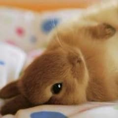にゃいーん様専用のサムネイル