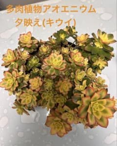 多肉植物アオエニウム 夕映え(キウイ) カット苗 子株4苗付き - メルカリ
