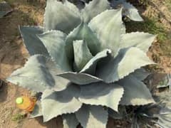 超特大　オバティフォリア　抜き苗発送のサムネイル