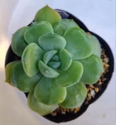 多肉植物　サランのサムネイル