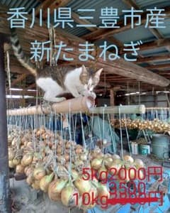 香川県三豊市産　新たまねぎ５kgのサムネイル