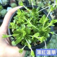 多肉植物☆薄紅蓮華☆オロスタキス☆❣️抜き苗❣️のサムネイル